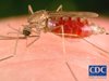Загряването на Земята вкара България в риск за малария