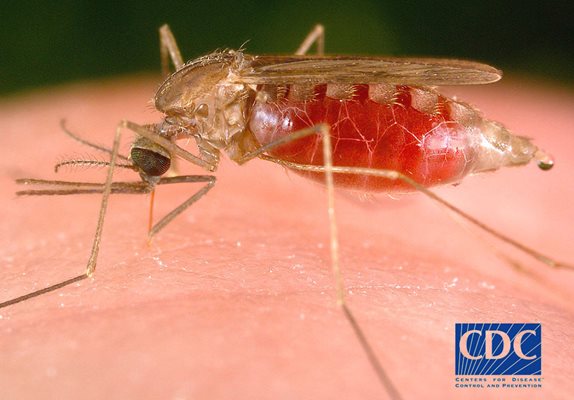 Загряването на Земята вкара България в риск за малария
