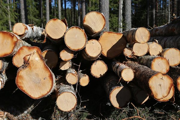 Ежедневно ловят крадци на дърва във Великотърновско, наказват ги само с глоби