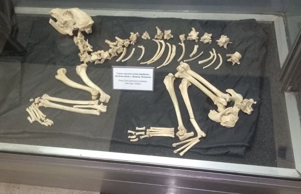Скелетът на куче от с. Водица

Снимки: Георги ИВАНОВ