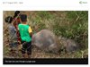 Пътнически влак уби четири слона в Шри Ланка