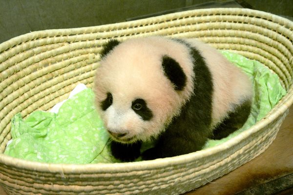 Бебето гигантска панда в токийската зоологическа градина се казва Сян Сян Снимки:Ройтерс