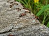 Мравките са потенциален източник за създаване на лекарства