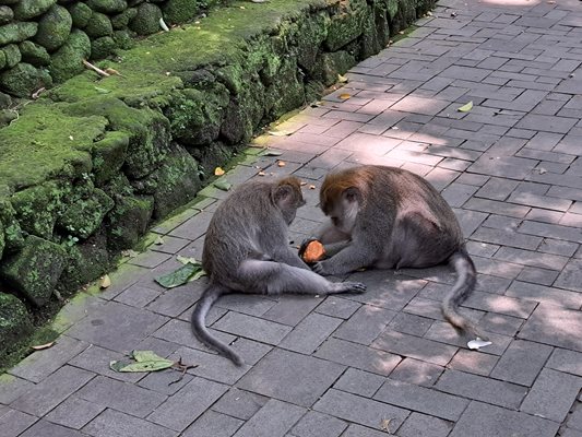 Дългоопашатите макаци от Гората на маймуните