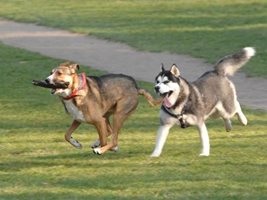 Все повече домашни кучета се разхождат в София по правилата - с каишка, намордник и паспорт. 
СНИМКА: “24 ЧАСА”

