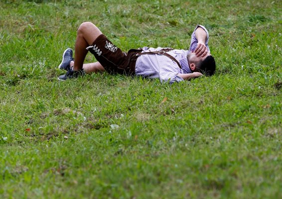 Фиркан баварец почива на ливадата.