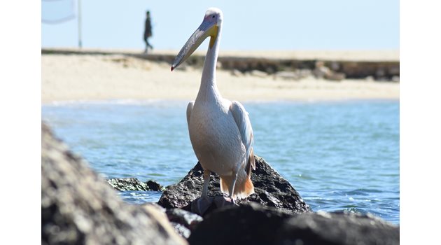 Пеликанът беше много любопитен и разглеждаше хората, дошли да го видят.