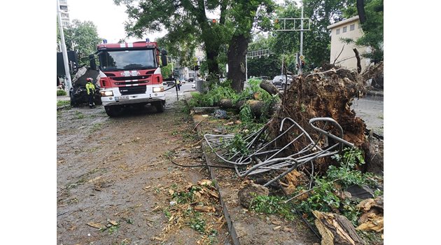 От силния удар е изкоренено огромно дърво в разделителната ивица на бул. "Руски", където се заби джипът, управляван от Кристиан.