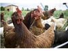 Откриха огнища на птичи грип в три области на страната