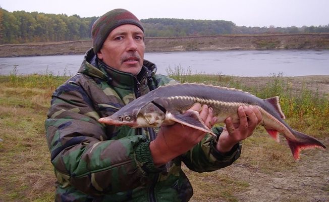 Чигата е застрашен вид в Дунав