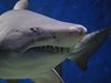 10-годишно дете оцеля по чудо след жестоко нападение от акула в Мексико