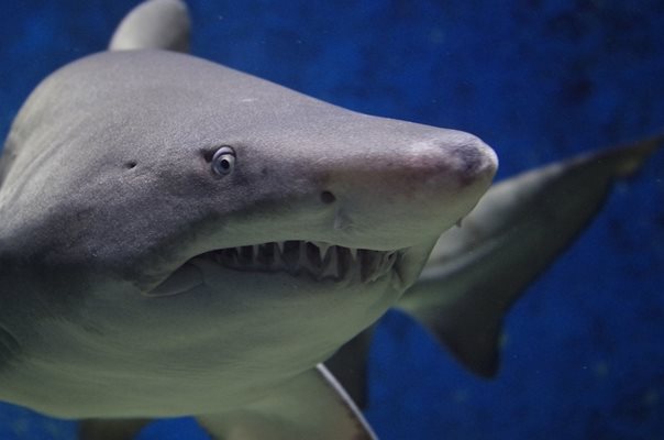 10-годишно дете оцеля по чудо след жестоко нападение от акула в Мексико