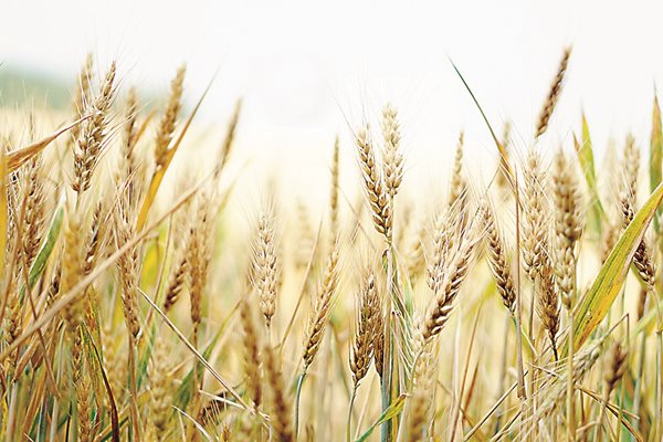  Пшеницата изисква фосфорно торене