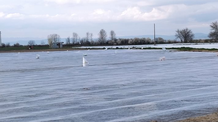 Полиакрилът пази от слана и повишава с 3–4 градуса температурата под него. Така растенията се развиват бързо. Снимки: Авторът