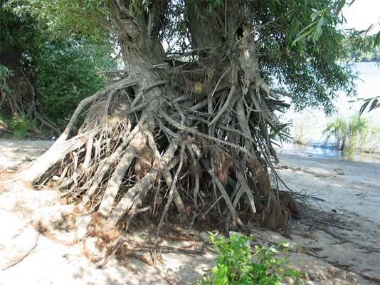 През по-голямата част от годината островите са залети, но при лятното маловодие се оголват дори коренищата на дърветата.