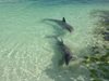 Гей делфини бяха забелязани край бреговете на Австралия