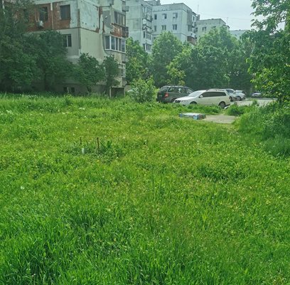Почти навсякъде в междублоковите пространства в Пловдив са поникнали буйни треви.