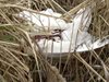 Смъртоносен щам на птичи грип открит в Гърция