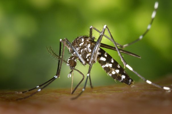 Пръскането срещу комари се забави тази година