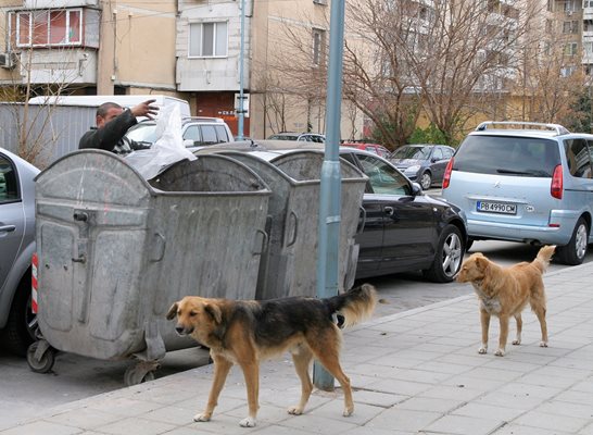 След кастрация кучетата ще се връщат на старите им места.