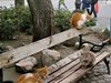 Пудрят уличните котки в Пловдив