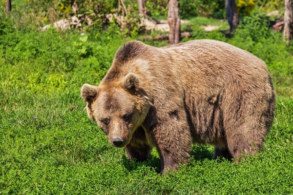 „Почувствах, че има някой зад мен, а като се обърнах, видях мечката. Тя стоеше на задните си крака и беше готова за нападение." Снимка: Pixabay