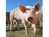 Одобриха държавната помощ за хуманно отношение към свинете за 178 млн. лв.