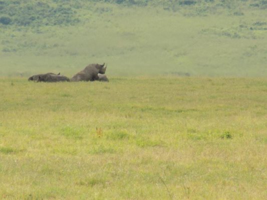 Носорози в далечината