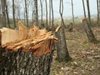 Изсечени са 440 дка засегната от корояд дървета в Горско стопанство - Радомир