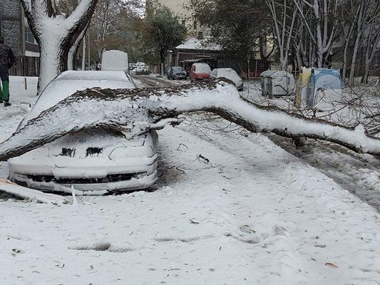 Паднали дървета и сняг сковаха Добрич.