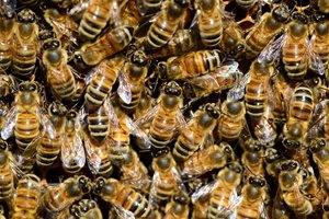 Пчелите са биоиндикатор както на климата, така и за човешката дейност