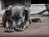 Заплашват със затвор акивистка в Черна гора, хранила бездомни кучета