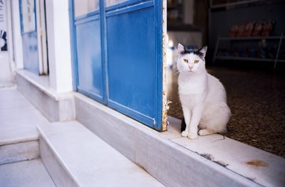 Vzrasten Mzh Celi Kotki Ot Terasa Zadrzhaha Go S Pushki I 680 Patrona 24chasa Bg