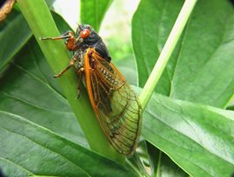 Огромен брой цикади, които издават силни звуци в Южна Каролина притесняват местните жители СНИМКА: ПИКСАБЕЙ