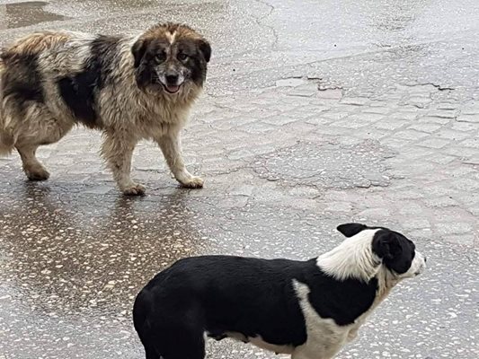 Бездомните кучета ще бъдат настанявани в приют в Панагюрище