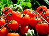 Британска министърка призова да се ядат местни репи вместо вносни домати