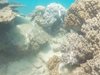 Големият бариерен риф е на крачка от смъртта (Видео)