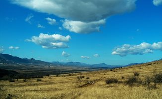 Лисици нападнаха село Горно Белотинци в Монтанско