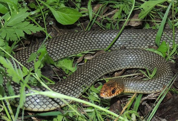 Голям стрелец. Най-дългата наша змия. Достига до 210 см. Името си дължи на това, че когато е притиснат и няма път за бягство, атакува. Храни се с разнообразна храна: дребни бозайници и птици, гущери, други змии. Среща се в почти цялата страна, като избягва средно- и високопланинските райони. Тази красива змия е една от най-честите жертви на пътния трафик.
