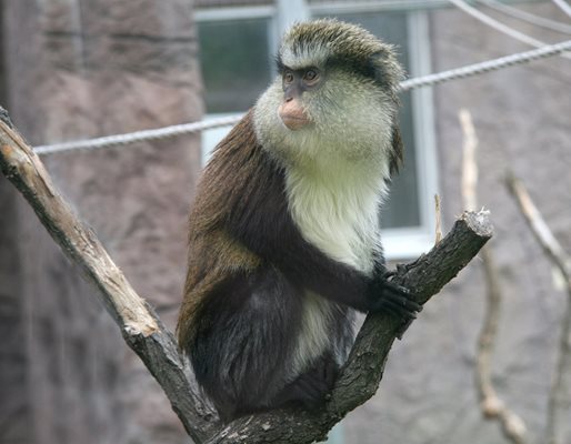 От животните само маймуните са докарани в зоопарка