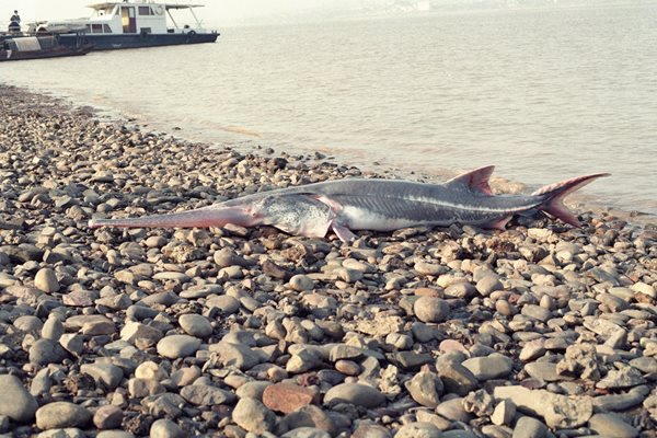 
Китайският веслонос беше една от най-големите сладководни риби в света. Смята се, че е изчезнала от река Яндзъ между 2005 и 2010 г.
