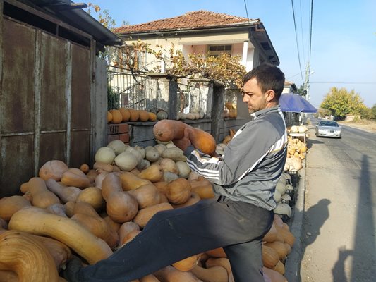 Петър Танев избира в купчината тикви на поредните случайни клиенти.