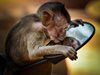 Маймуни не се заразяват повторно с новия коронавирус