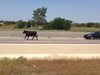 Разярен бик вилня на магистрала „Тракия”