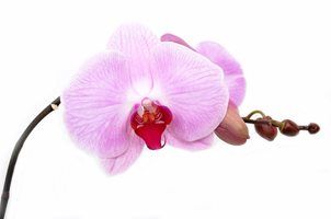 Как се размножават домашните орхидеи