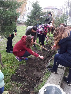 Децата разкрасиха двора на училището си с храсти