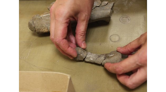 Латинка Христова от Националния природонаучен музей към БАН показва костите от динозавър, открити край Трън.  СНИМКА: ВАСИЛ ПЕТКОВ