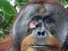 За първи път: Орангутан е забелязан да лекува рана с растение (Видео)