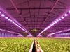 LED-осветителна инсталация за стимулиране растежа на растенията разработиха в РУ