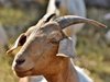 Кметът на сицилиански остров дарява 600 кози, няма кой да се грижи за тях